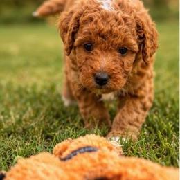 Blaze - Red male Aussiedoodle puppy in Deer Park, Washington from Doodle Paw Ranch