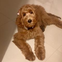 Goldendoodles from Simply Pawfect Doodles