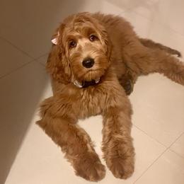 Goldendoodles from Simply Pawfect Doodles