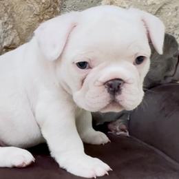 Pearl - White female French Bulldog puppy in Pine Township, Pennsylvania from BlueCairo Frenchies