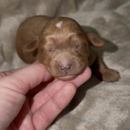 Green boy - Red male Cavapoo puppy in Redding, California from Lipscomb Doodles