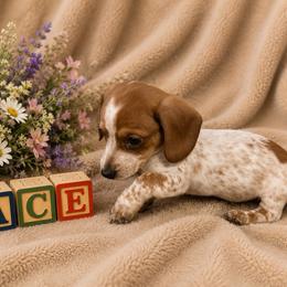 Ace - Piebald male Dachshund puppy in Augusta, Georgia from Cherokee Hill Dachshunds