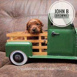 John B (Brownie) - Red male Golden Aussiedoodle puppy in Hyrum, Utah from Goldendoodledoo Farms