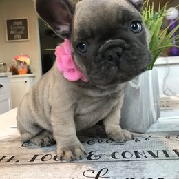 French Bulldog Puppies from Frenchies Of Central Oregon