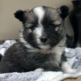 Black star - Black parti male Pomeranian puppy in Mc Farland, California from O.M.G_POMS