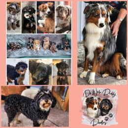 Assorted Doodle Crosses and Aussiedoodle Puppies from Do Wah Diddy Doodles