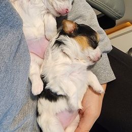 Biewer Terrier and Yorkshire Terrier Puppies from 1.StarDreamPups