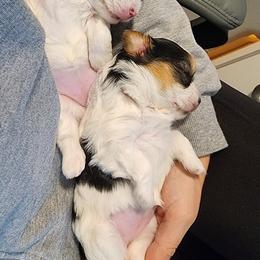 Biewer Terrier and Yorkshire Terrier Puppies from 1.StarDreamPups
