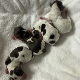Yorkshire Terrier puppies from Chocolate and Parti Yorkies in Florida