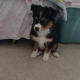 Australian Shepherds from Rustic Canyon Acres