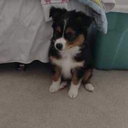 Australian Shepherds from Rustic Canyon Acres