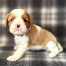 Blue Girl - Blenheim female Cavalier King Charles Spaniel puppy in Siloam Springs, Arkansas from Queen Cavaliers
