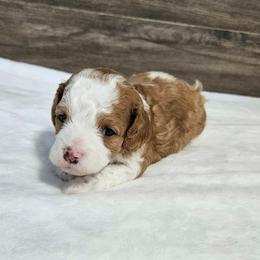 Leia - Red female Cavapoo puppy in South Jordan, Utah from Lucky Doodle Pups