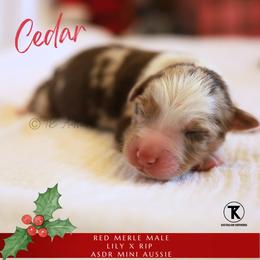 Cedar- RMM - Red merle male Miniature Australian Shepherd puppy in Nacogdoches, Texas from TK Standard, Mini, & Toy Aussies