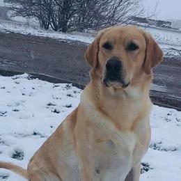 Henry  - Labrador Retriever