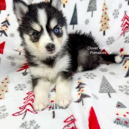 Sadalia - Black and white female Pomsky puppy in Sheffield, Iowa from Clover Ridge Pomskies