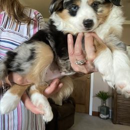 Toy Australian Shepherd Puppies from MN Pomme De Terre Aussies