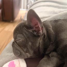 Blu - Blue female French Bulldog puppy in Plano, Illinois from Velvet Fluffy Pups