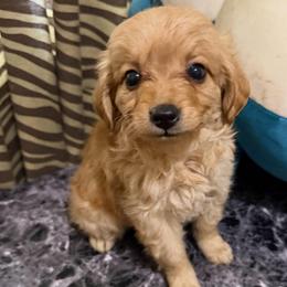 Luna Lou - Apricot female Goldendoodle puppy in Centralia, Missouri from Oodles Of Doodles Mo.