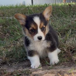 Dolly - Black and tan female Pembroke Welsh Corgi puppy in Beggs, Oklahoma from Blue Diamond Corgi’s