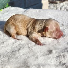 Diamo - Gold sable male Havapoo puppy in Dothan, Alabama from Farquharson's Poodles&Doodles
