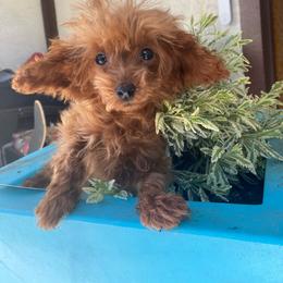 Malbec - Red  Poodle puppy in El Sobrante, California from Mckendra's Legacy