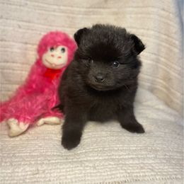 Pomeranian Puppies from Council Creek Cuties