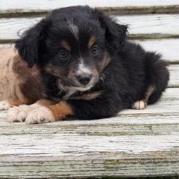 Sunny - Black tri female Miniature Australian Shepherd puppy in Licking, Missouri from Burnett Aussies
