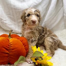 Eclipse - Brown merle male Aussiedoodle puppy in Taylor, Missouri from Pawsitively Doodles
