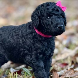 Miss Pink Collar - Black female Poodle puppy in Screven, Georgia from Dreamland Standard Poodles