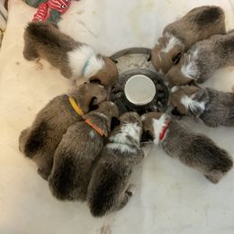 Pembroke Welsh Corgi Puppies from Winterflower Corgis