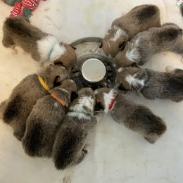Pembroke Welsh Corgi Puppies from Winterflower Corgis