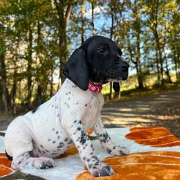 Cinderella - Black and white female German Shorthaired Pointer puppy in Dugspur, Virginia from Pilgrims Trails Shorthairs