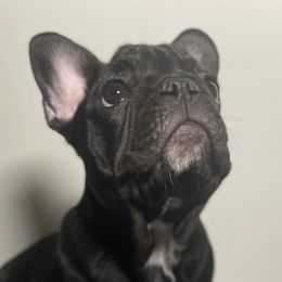 Girl 1 - Black and white French Bulldog puppy in San Jose, California from Dawgie Empire