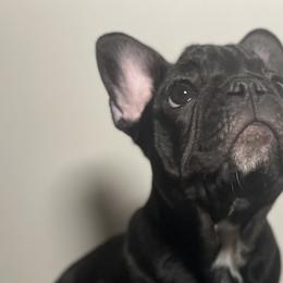 Girl 1 - Black and white French Bulldog puppy in San Jose, California from Dawgie Empire
