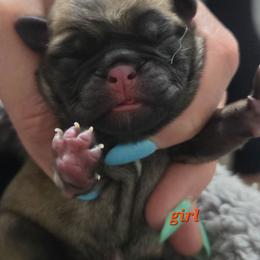 Girl 1 - Fawn female Pug puppy in Keysville, Georgia from Rollee Pollee Pugs