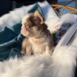 Rojo Panda Husky - Tricolors male French Bulldog puppy in Piedmont, Oklahoma from 5A Frenchies