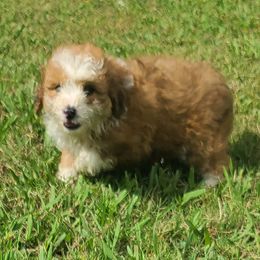 Aussiedoodle Puppies from Southern Charm Farms