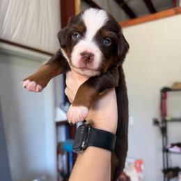 Beth - Red tri female Miniature Australian Shepherd puppy in Sweeny, Texas from Peach Creek Minis