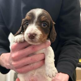 Dustin - Piebald male Dachshund puppy in Dorchester, Texas from Texas Mini Dachs