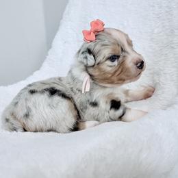 Coral collar - Blue merle female Aussiedoodle puppy in 32046, Florida from River Hill Ranch
