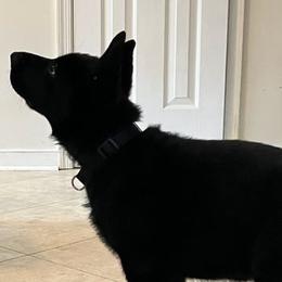 German Shepherd Puppies from German Shepherds of Virginia