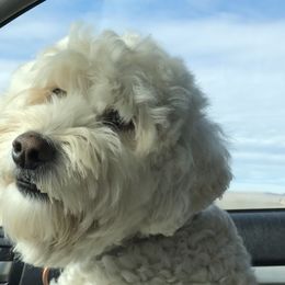 Australian Labradoodle All Grown Up from Shedless in Seattle Labradoodles