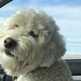 Australian Labradoodle All Grown Up from Shedless in Seattle Labradoodles