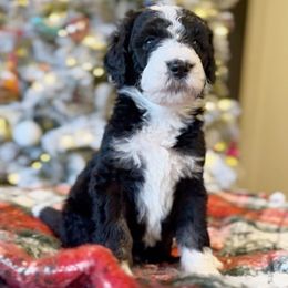 June - Tri-color female Bernedoodle puppy in Salina, Oklahoma from Hudson Shore Bernedoodles