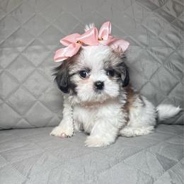 Sugar - Tricolor female Shih Tzu puppy in Phoenix, Arizona from Spoiled ShihTzu LLC