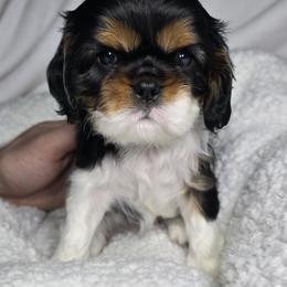 Tricolor Female 2 - Tri-color female Cavalier King Charles Spaniel puppy in Spencer, Tennessee from Graceful Acres