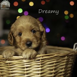 Light Blue Collar - Apricot male Australian Labradoodle puppy in Cashmere, Washington from Mountain Home Doodles