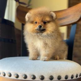 Boy 4 - Orange sable male Pomeranian puppy in Hot Springs, Arkansas from Pomeranian Empire