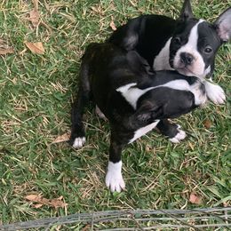 Boston Terrier Puppies from Daddy Daughter’s Boston Terrier’s